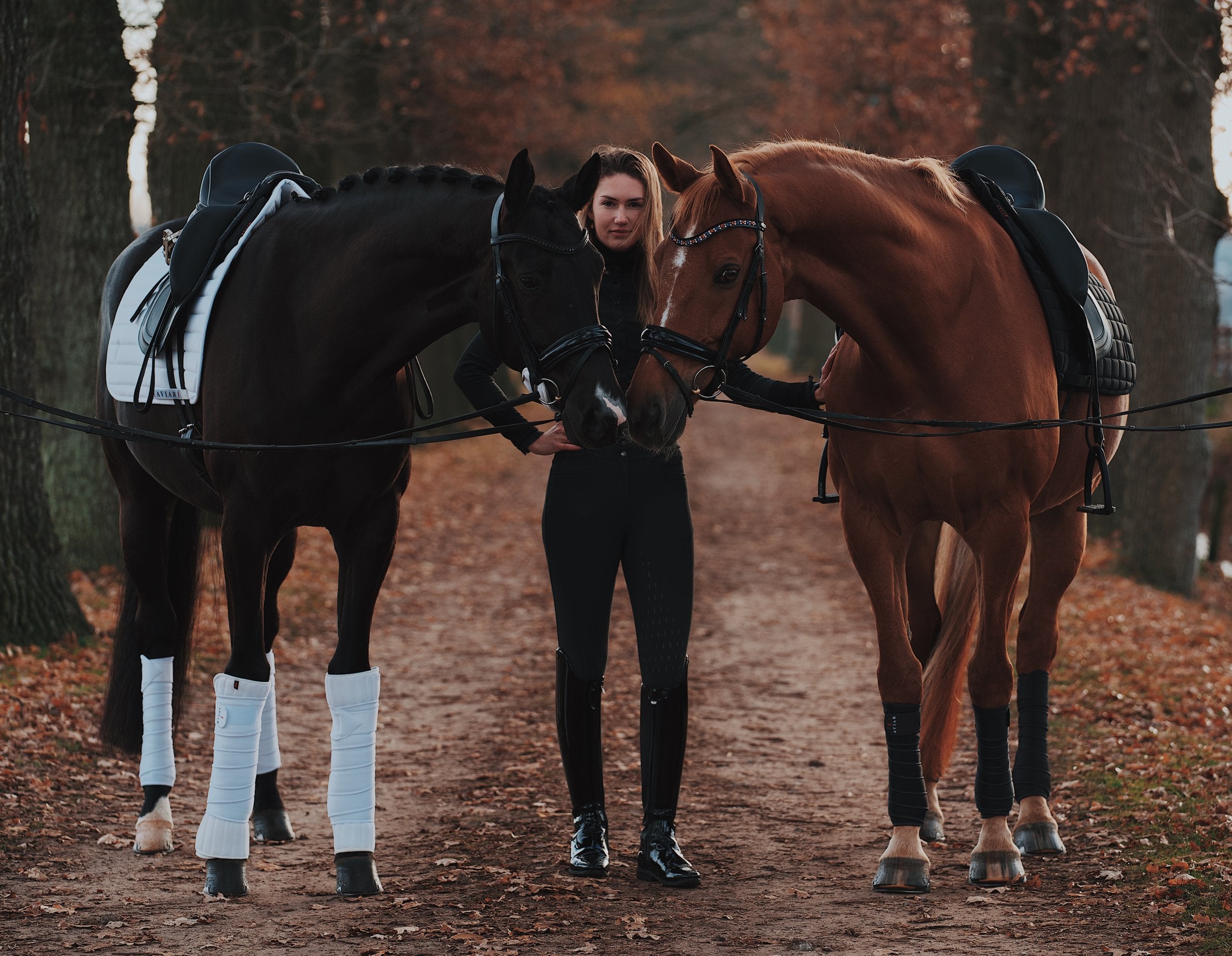 dressage horse chevaux luxembourg